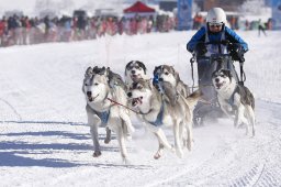 Lenk 2013